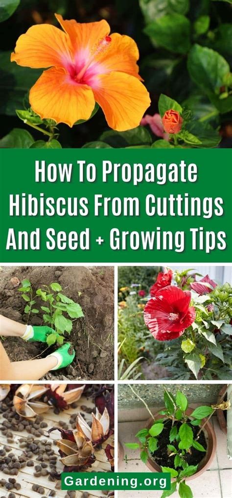 How To Propagate Hibiscus From Cuttings And Seed + Growing Tips ...