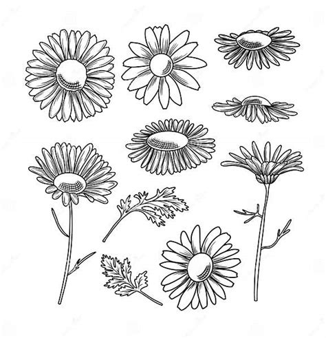 Hand Drawn Daisy Flowers Vector Illustration Stock Vector