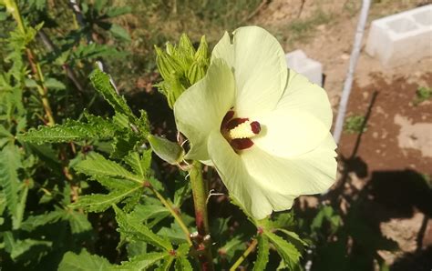 Growing Okra Recipe For Okras Okra S Flower KALLIERGO