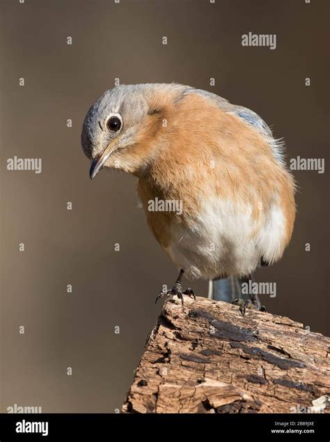 Pear Log Hi Res Stock Photography And Images Alamy