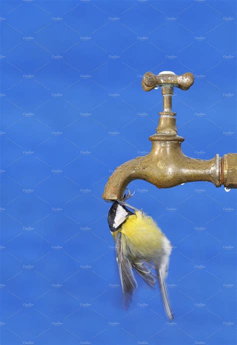 Bird drinking water. | High-Quality Animal Stock Photos ~ Creative Market