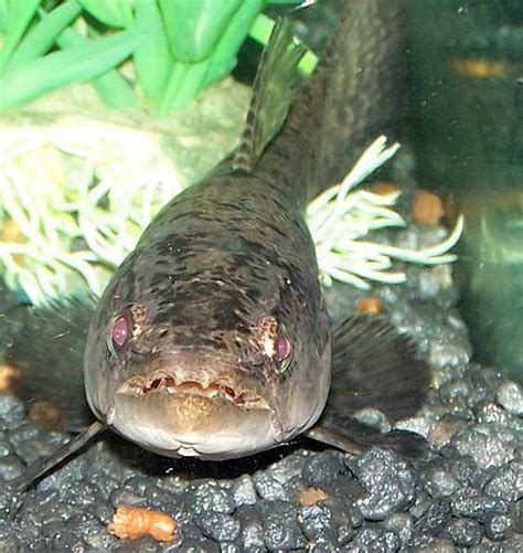 Wolf Fish Hoplias Malabaricus Photos