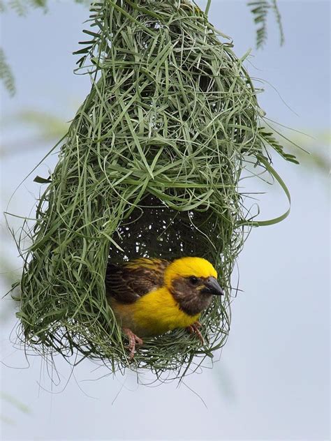 Baya Weaver Ploceus Philippinus By Tariquesani Bird Pictures