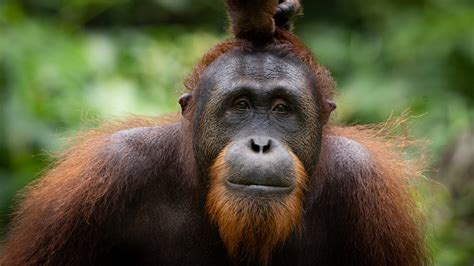 Frequently Asked Questions Orangutan Appeal Uk