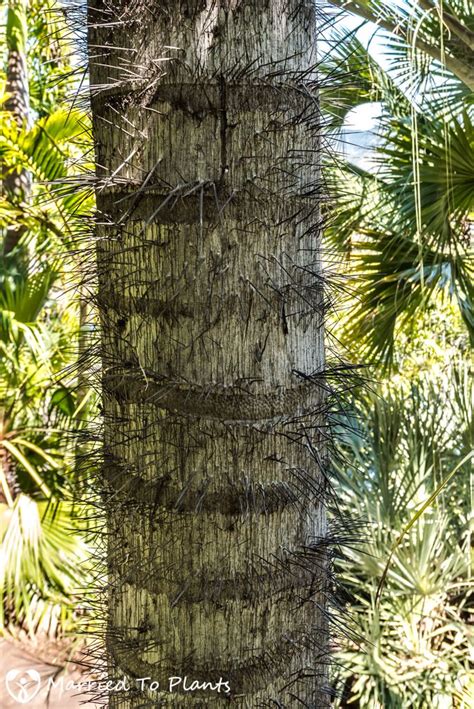 Palm Tree With Spikes On Trunk Palm Tree