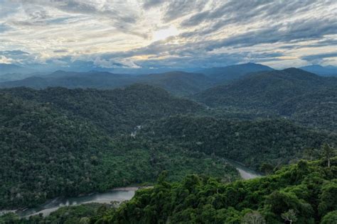 Cambio Climático Conservar Los Bosques Tropicales Es Vital Para La