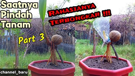 Pindah Tanam Bonsai Kelapa Coconut Bonsai Part Youtube