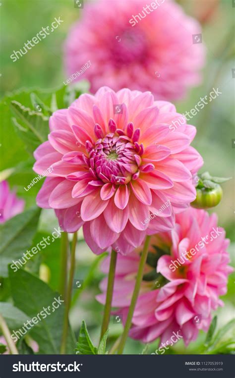 Pink Dahlia Summer Garden Pink Dahlia Stock Photo 1127053919 | Shutterstock