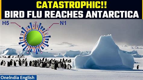 Bird Flu Detected In Antarctica Region For The One News Page Video