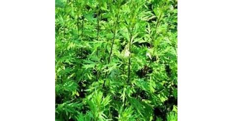 Mugwort Artemisia Vulgaris 100 Seeds Bogo 50 Off Sale