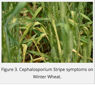 Wisconsin Winter Wheat Disease Update June Integrated Pest And