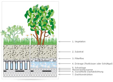 Extensive Dachbegrünung Aufbau Planungsgrundlagen Fachvereinigung
