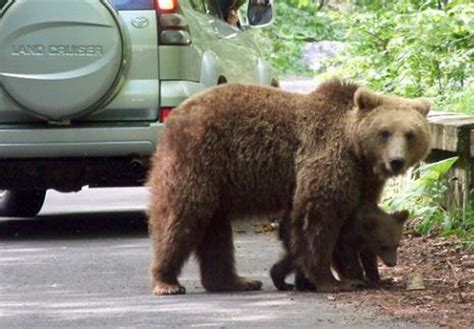 Problema urşilor. Observaţii şi posibile soluţii