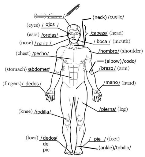 Human Body Parts Labeled In Spanish