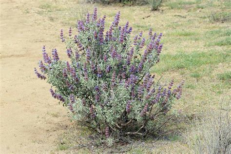 How to Plant and Grow Purple Sage | Gardener’s Path