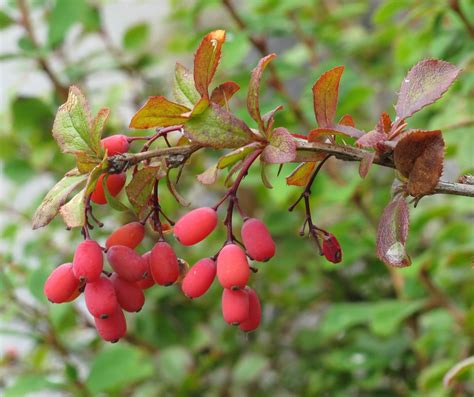 How To Grow And Care For Barberry Bushes Plantly