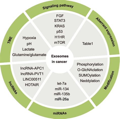 Categories Of Mechanisms Mediating The Dysregulation Of Exosome