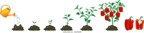 Life Cycle Pepper Plant Growth Stages Stock Vector Royalty Free