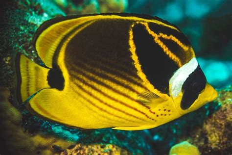 12 Hawaiian Fish Names And Pictures You See While Snorkeling In 2022