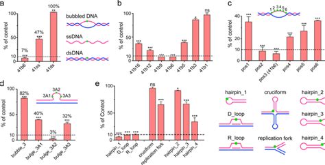 Mammalian Alkbh Serves As An N Ma Demethylase Of Unpairing Dna Cell