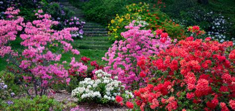 Time To Prune Your Old Azaleas Homestead Gardens Inc