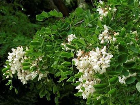 Акация бяла, Салкъм бял, цвят, Температуропонижаващо