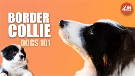 Discovering Border Collie 101 🐶 The Intelligent And Agile Breed