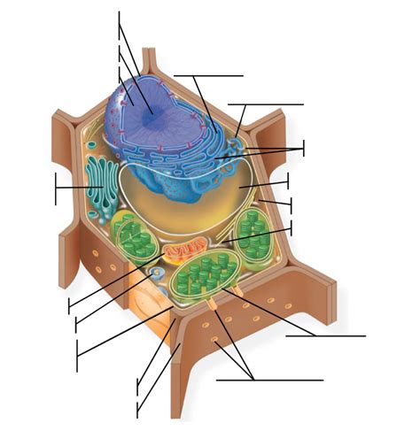 eukaryotic cell Diagram | Quizlet