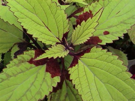 Коллекции растений ЦСБС СО РАН - Coleus rehneltianus A.Berger – Колеус ...