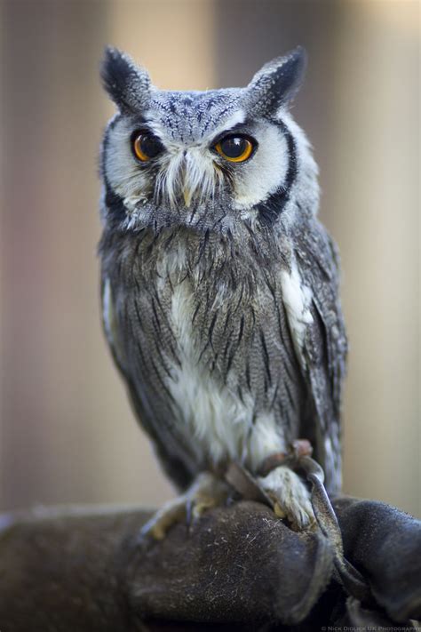 Northern white-faced owl | Owl, Owl photos, Owl photography