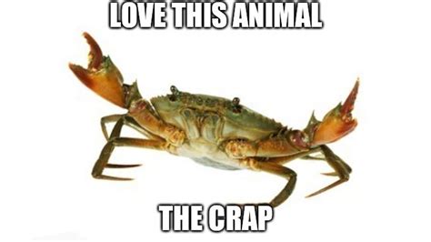 Love This Animal | Know Your Meme