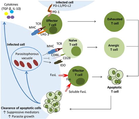 The Uptake Of Apoptotic T Lymphocytes By Parasite Hosting Phagocytes