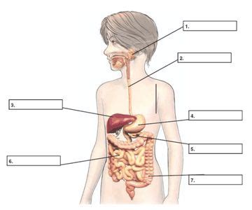 Print Map Quiz partes del sistema digestivo biología