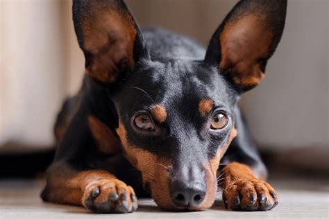 Pinscher saiba tudo sobre a raça Veterinária Pet Pillow