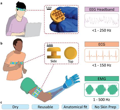 Eeg Dry Electrodes