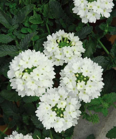 Verbena Hybrida Lascar White Lucas Greenhouses