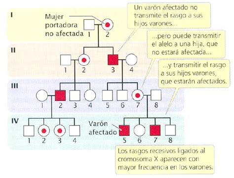 Tipos De Herencia Y árboles Genealogicos Blog De Biología