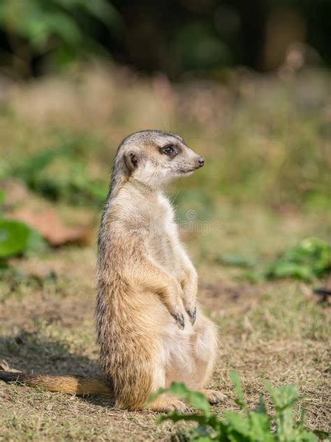 Alert Meerkat Suricata Suricatta Stock Photo Image Of Suricatta