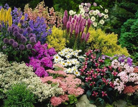 Flores perennes y plantas de exterior con flor para el jardín ...
