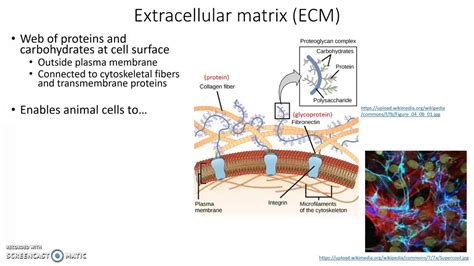 Extracellular Matrix Youtube