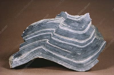 Synclinal Fold - Stock Image - C012/1091 - Science Photo Library