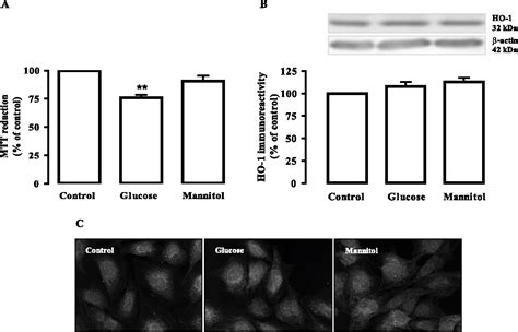 Figure From Heme Oxygenase Protects Retinal Endothelial Cells