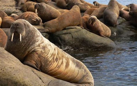 Marine Life: Arctic Walrus