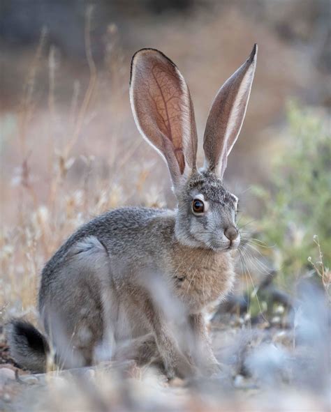 A cooperative black-tailed jackrabbit, Mojave desert : r ...