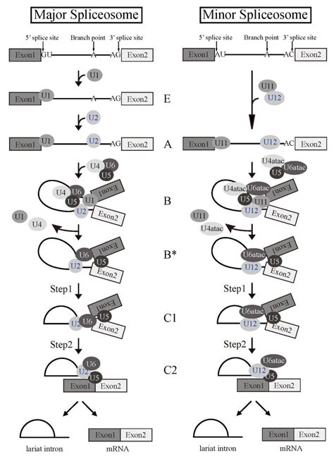 Pre Mrna Splicing Encyclopedia Mdpi