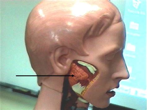 Anatomy Lab Practical Flashcards Sexiz Pix