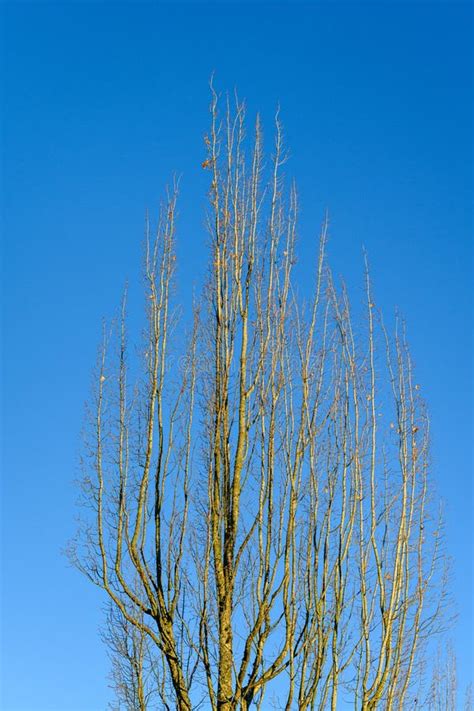 Naked Leafless Branches Of A Fall Tree Against A Blue Sky As A Nature