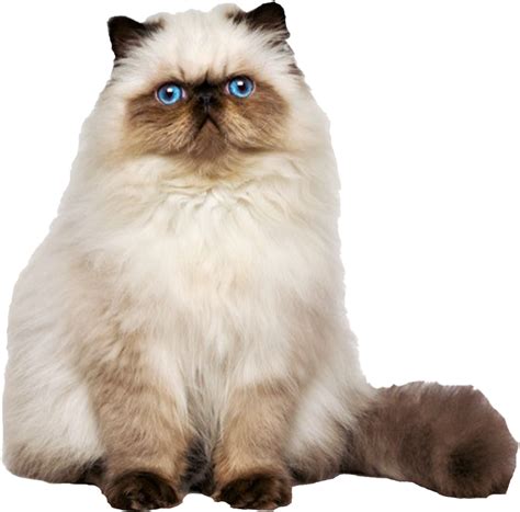 Persian Cat PNG Transparent Images