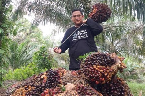 Media Center Kenaikan Signifikan Petani Sawit Riau Rasakan Manisnya