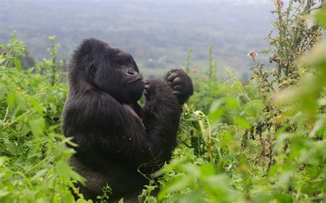 Congo Gorilla Trekking - Backpacker's Guide to Gorilla Tours